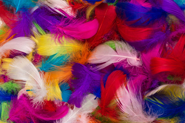 Colorful feather background. Top view. - Photo, Image