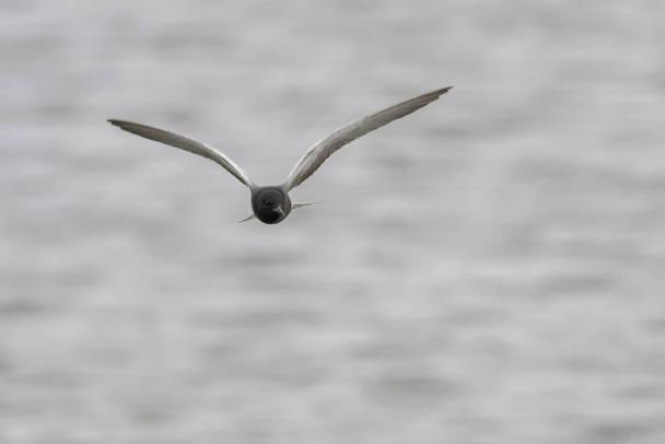 Black Tern em voo voltado para a câmera - Foto, Imagem