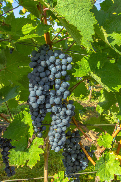 Деталь сладкого органического сочного винограда осенью. Крупный план красного винограда в винограднике, панорамный фон, концепция сбора винограда. Ветви свежего винограда в Моравии. Сельское хозяйство - Фото, изображение