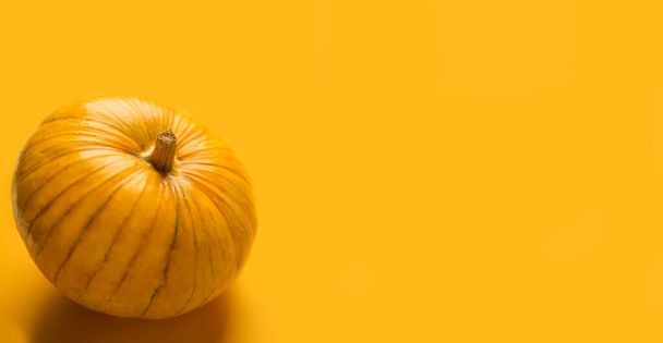 Autumn pumpkin banner in  orange background. Copy space. - Fotó, kép