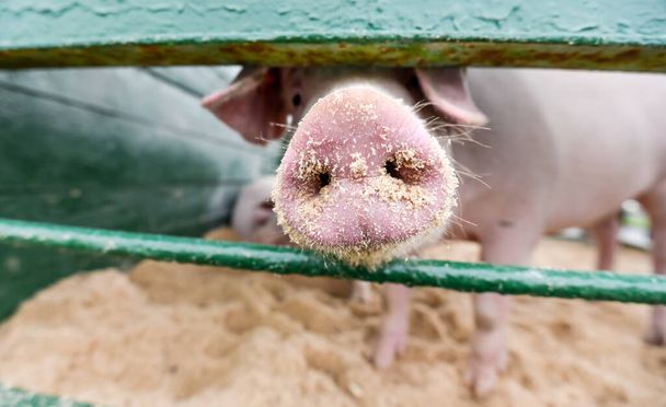Pig nose in the pen. Focus is on nose. Shallow depth of field. - Photo, Image