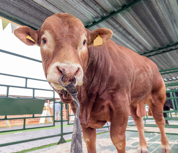 Красный бык в загоне на ферме стоит на улице с кольцом в носу - Фото, изображение