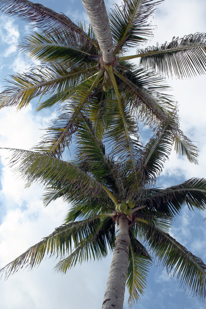 Palm trees and blue sky - Photo, Image