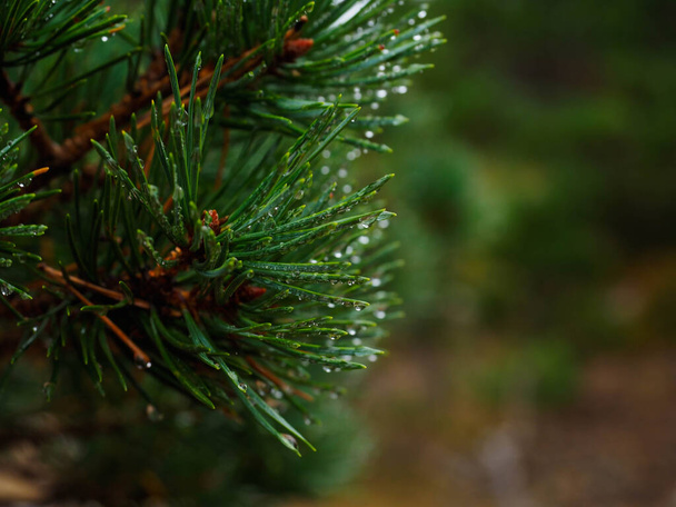 Retrato de hojas de pino con gotas de agua - Foto, imagen