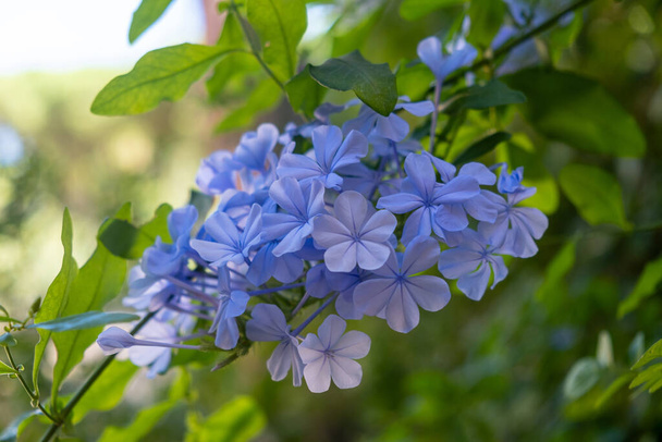 Koncepcja wiosennych kwiatów. Lobelia erinus, brzegi, ogród lub trailing jasnoniebieski kolor, hermafrodyta, roczna dzika roślina kwitnąca. Rozmyte tło, zbliżenie. - Zdjęcie, obraz