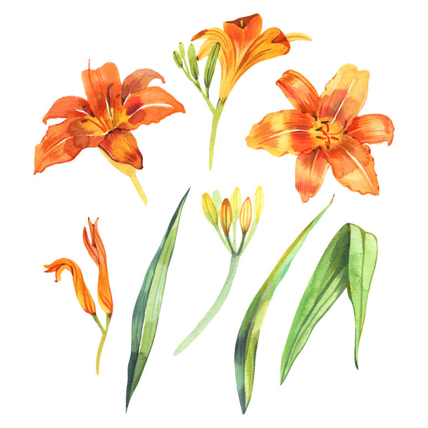 Watercolor illustration of orange lily, isolated on white background - Valokuva, kuva