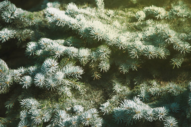 Close-up of blue spruce branches, with scientific name Picea pungens, is type of spruces. Natural background for creativity. Selective focus. Image for website or banner. Copy space - Фото, зображення
