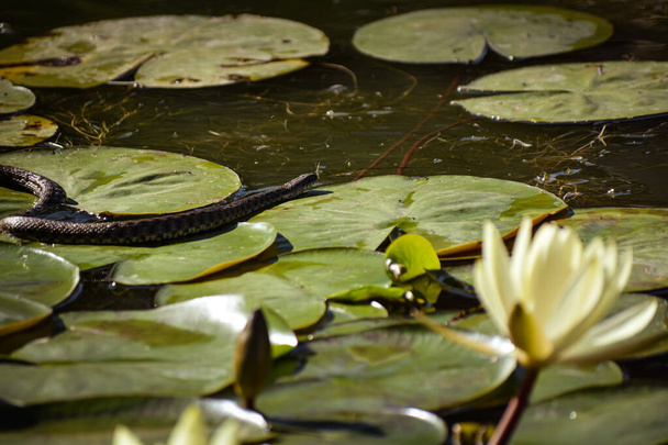 Zmije plave ve vodě mezi listy lilie žluté - Fotografie, Obrázek
