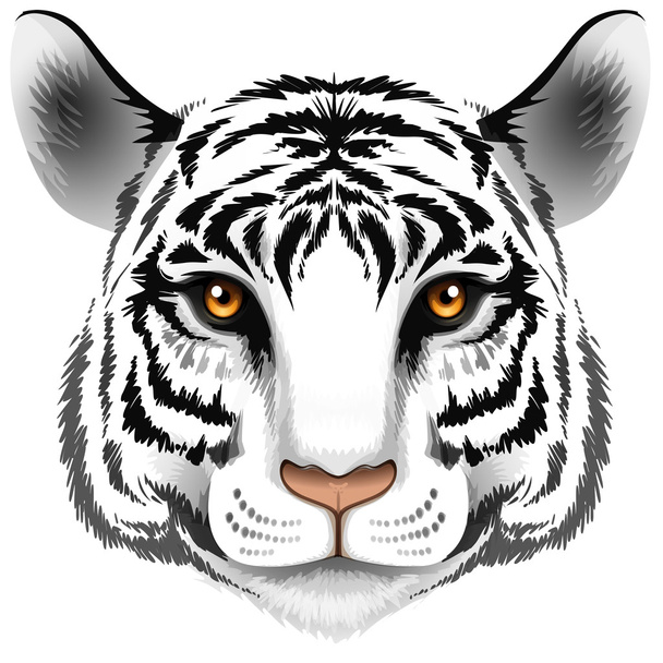 ένα κεφάλι τίγρης - Διάνυσμα, εικόνα