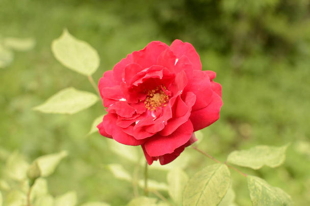 Rosas rojas florecientes en el jardin.rose en el parque - Foto, Imagen