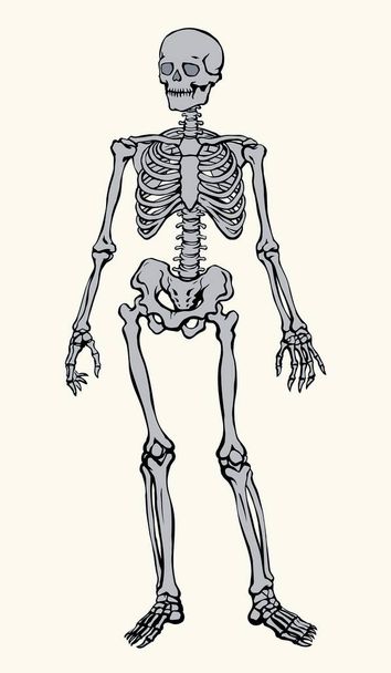 Antika sağlıklı yetişkin erkek figürü omurga elementi beyaz metin uzayında duruyor. Eskimiş yüz çizilmiş eski yüz parçası organ nesne logosu eskimiş antik sanat eserleri ön görünüm çizimi çizimi - Vektör, Görsel