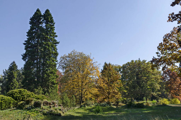 Forêt d'automne colorée avec de beaux arbres ramifiés avec de nombreuses feuilles jaunes, vertes, rouges et brunes et prairie, parc Vrana, Sofia, Bulgarie   - Photo, image