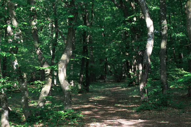 Een pad in een groen bos omringd door scheve bomen en zonlicht op de achtergrond - Foto, afbeelding