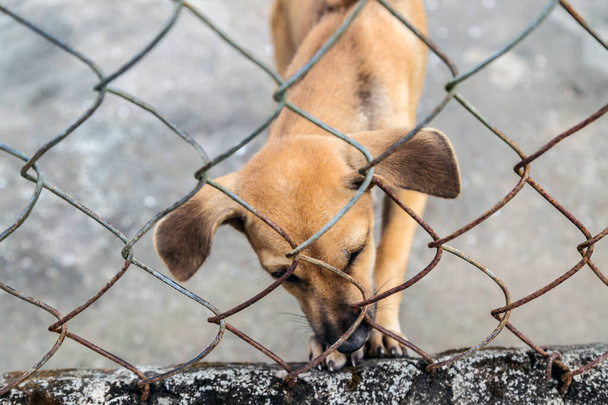 Ochrana zvířat Ocelová mříž štěňat - Fotografie, Obrázek