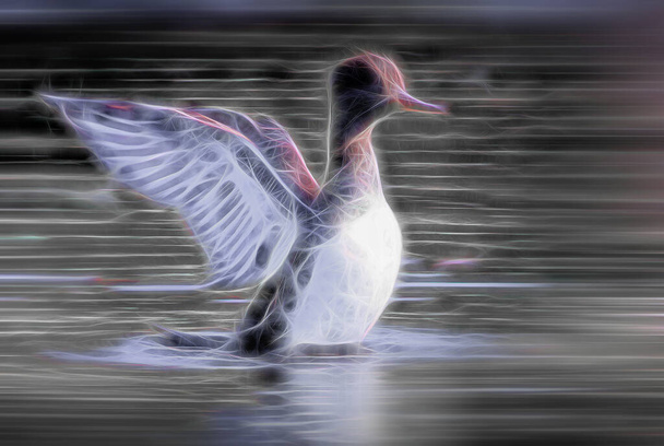 Ördeğin sudan uçarken çekilmiş dijital fotoğrafı. - Fotoğraf, Görsel