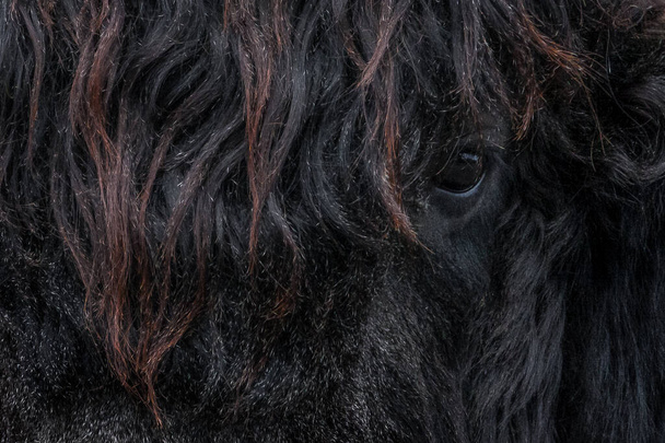 Close up of one eye of a bull  among its furry hair - Fotó, kép