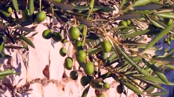 Zelený olivový strom. Olivy na olivovníku se na podzim houpají ve větru, na pozadí slunce a západu slunce. Sezóna příroda image. Detail větve olivovníku. Izolované video. - Záběry, video