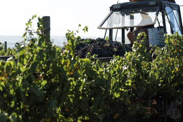 Тараклия, Молдова, 09.15.2020. Фермеры собирают виноград с виноградника. Осенняя уборка. - Фото, изображение