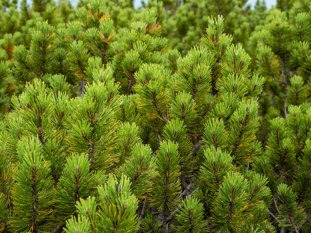 Mountain pines, Karkonosze National Park - Photo, Image