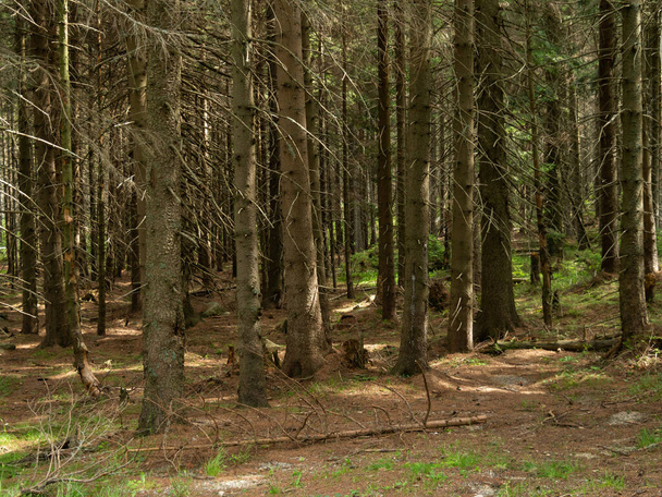 Tree trunks in the mountain forest of Karkonosze National Park - Photo, Image