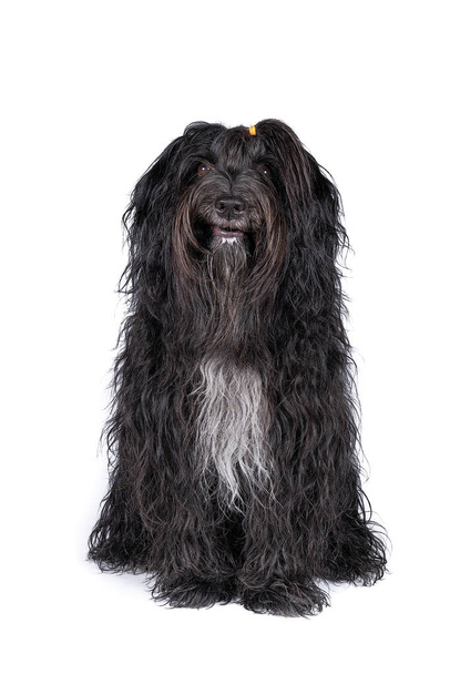 A Schapendoes or Dutch Sheepdog isolated on a white background - Photo, Image