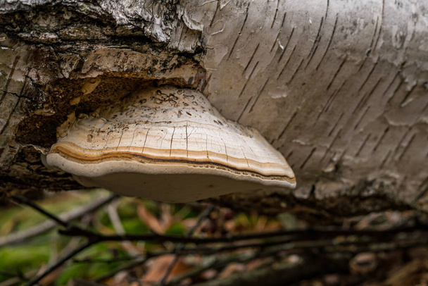 Fomitopsis betulina (previously Piptoporus betulinus), commonly known as the birch polypore, birch bracket, or razor strop, is a common bracket fungus and grows almost exclusively on birch trees. - Photo, Image