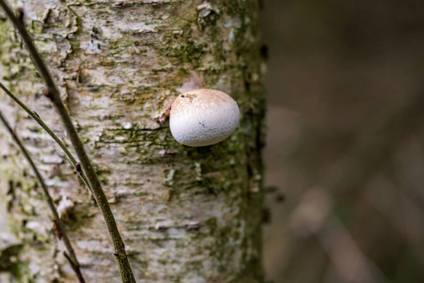 Fomitopsis betulina (vroeger Piptoporus betulinus), algemeen bekend als berkenpolyporie, berkenbeugel, of scheermesje, is een veel voorkomende schimmel en groeit bijna uitsluitend op berkenbomen. - Foto, afbeelding