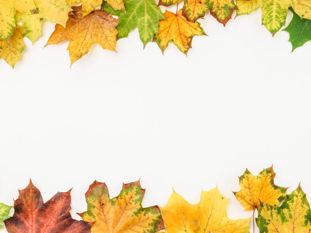 Frame from bright autumn leaves on a white background with a place for text in the middle, top view. - Zdjęcie, obraz