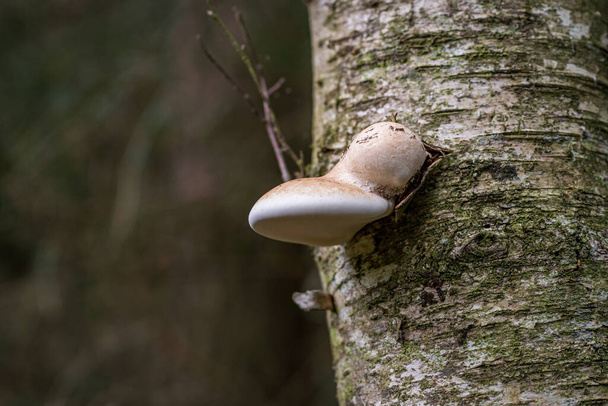 Fomitopsis betulina (previously Piptoporus betulinus), commonly known as the birch polypore, birch bracket, or razor strop, is a common bracket fungus and grows almost exclusively on birch trees. - Photo, Image