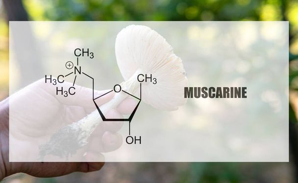 muscarine comme l'un des ingrédients psychédéliques de la mouche agarique. Substances psychoactives présentes dans les amani muscaria - Photo, image