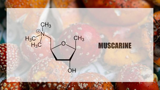 muscarine as one of the psychedelic ingredients in the fly agaric. Psychoactive substances in amani muscaria - Photo, Image