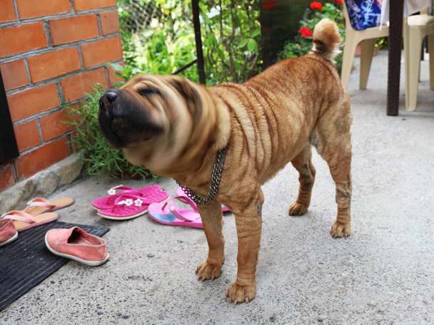 Sharpei pes stojí na nádvoří před vchodem a aktivně kroutí hlavou. Efekt rozmazané hlavy - Fotografie, Obrázek