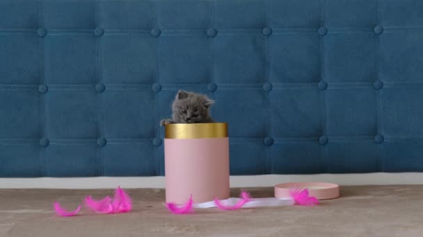 Een klein grijs Schots katje klimt uit een ronde geschenkdoos. Mooi cadeau.. - Video