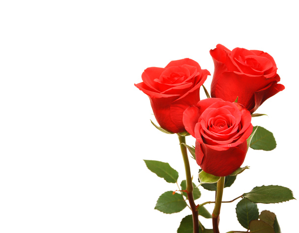 rode verse rozen - Foto, afbeelding
