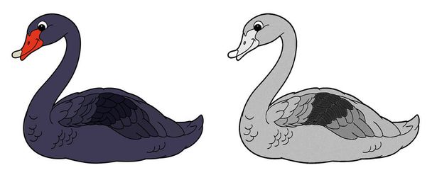 cartoon happy scene with sketch swan bird animal - illustration for children - Valokuva, kuva