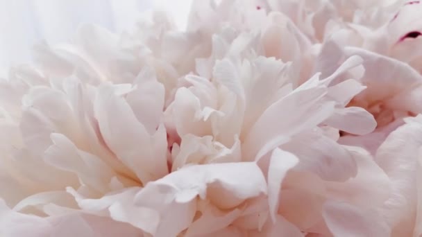 Mooie pioenen in bloei, pastel pioenroos bloemen als vakantie, bruiloft en bloemen achtergrond - Video
