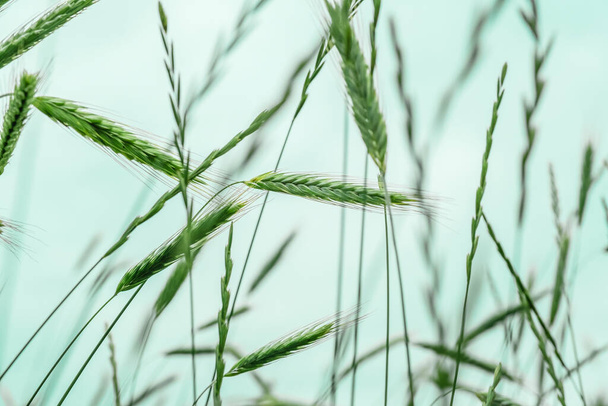 Green spike of young rye on field - Fotoğraf, Görsel