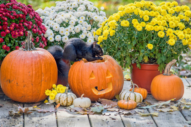 Gruseliges schwarzes Eichhörnchen macht sich bereit für einen Halloween-Urlaub mit diesem hübschen Herbst-Stillleben - Foto, Bild