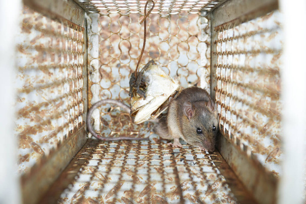 Κοντινό πλάνο ενός αρουραίου παγιδευμένο σε ένα κλουβί ποντικοπαγίδα, κλουβί ελέγχου τρωκτικών στο σπίτι. - Φωτογραφία, εικόνα