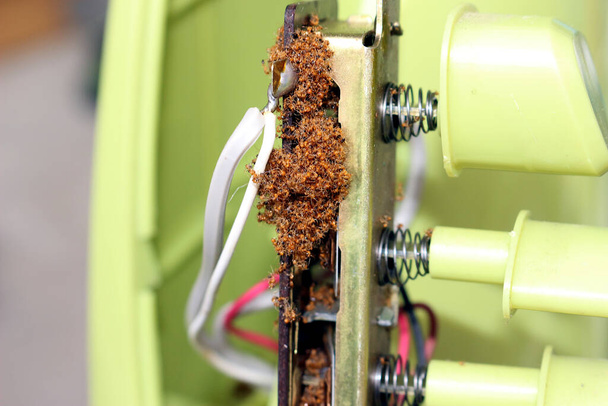 Los restos de hormigas muertas fueron agrupados juntos en el interruptor del ventilador. - Foto, imagen
