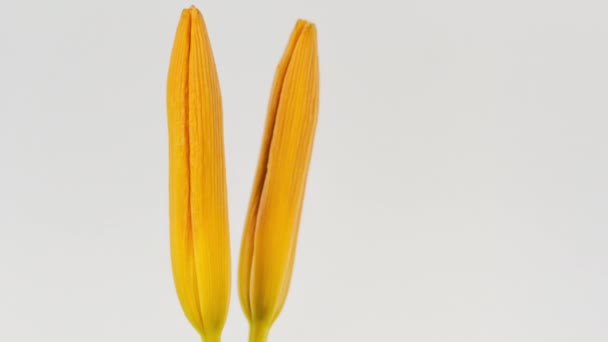 Time lapse beelden van gele lelie bloem bloeien op effen witte achtergrond - Video