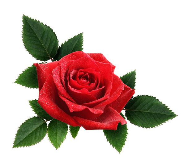 Red rose flower and leaves arrangement isolated on white - Valokuva, kuva