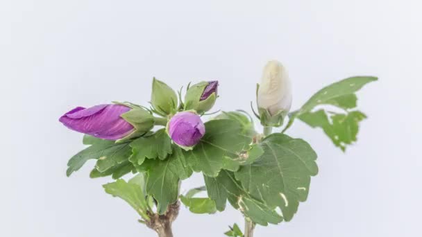 Time lapse felvételek gyönyörű színes hibiszkusz virágok virágzik egyszerű fehér háttér - Felvétel, videó