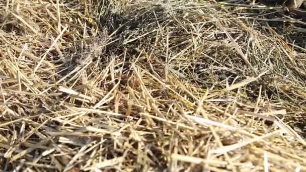 Closeup of sunlit hay stack  - Footage, Video