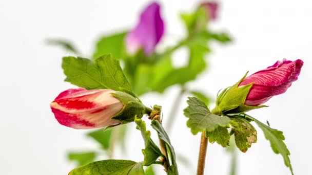 Time lapse felvételek gyönyörű színes hibiszkusz virágok virágzik egyszerű fehér háttér - Felvétel, videó
