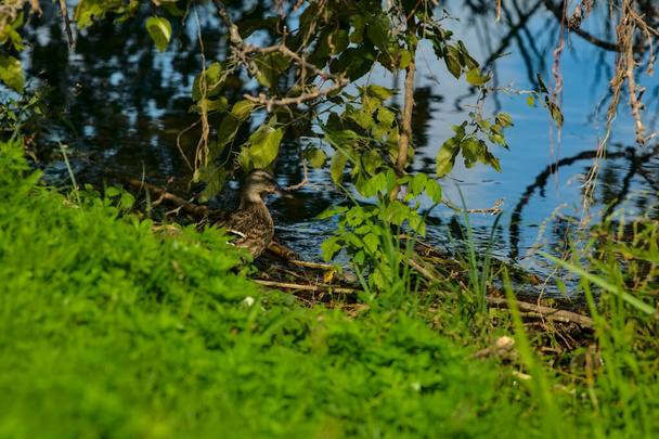 A mallard hidden by the foliage of a tree - Photo, Image
