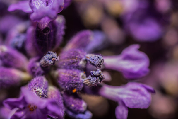purple lavender blossoms macro view in the spring - Photo, Image