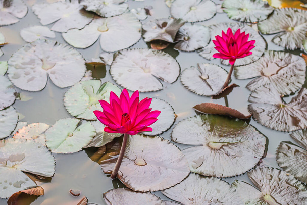 Beautiful red lotus flower in the pond - Foto, afbeelding