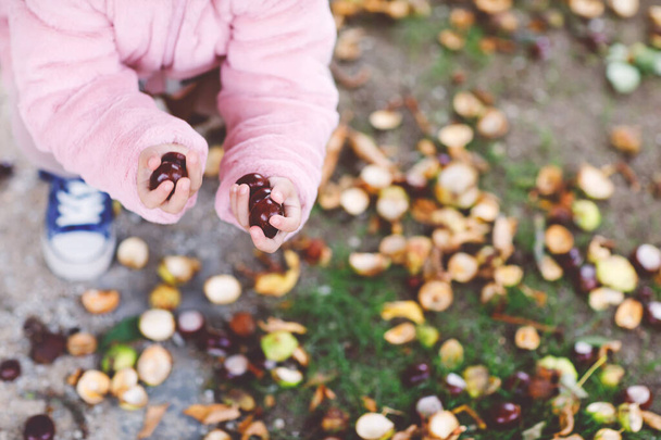 Gros plan des mains d'une petite fille cueillant des châtaignes dans un parc le jour de l'automne. Enfant qui s'amuse à chercher châtaignier et feuillage. Activités automnales avec enfants. - Photo, image