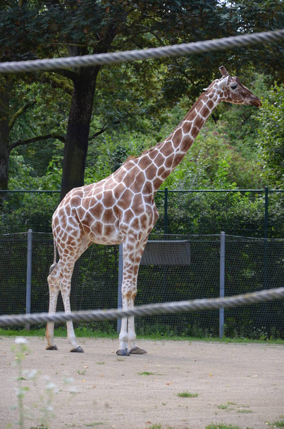 Reticulated Somali giraffes in the zoo - Photo, Image